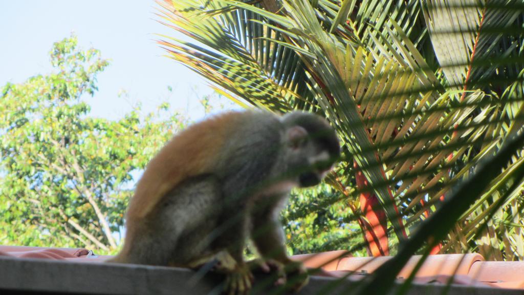 Coyaba Tropical Elegant Adult Guesthouse Manuel Antonio Exteriör bild