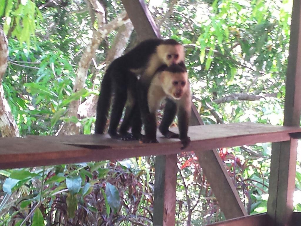 Coyaba Tropical Elegant Adult Guesthouse Manuel Antonio Exteriör bild